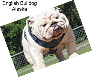English Bulldog Alaska