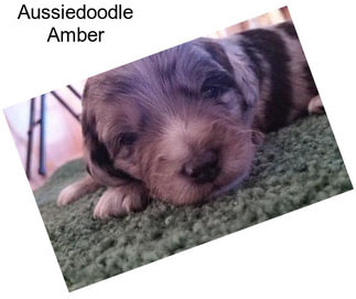 Aussiedoodle Amber