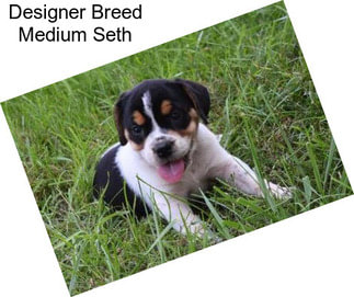 Designer Breed Medium Seth