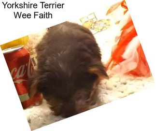 Yorkshire Terrier Wee Faith