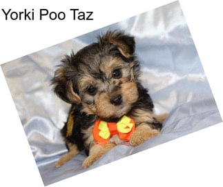 Yorki Poo Taz