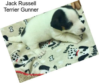 Jack Russell Terrier Gunner
