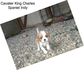 Cavalier King Charles Spaniel Indy