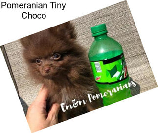 Pomeranian Tiny Choco