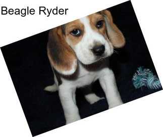 Beagle Ryder