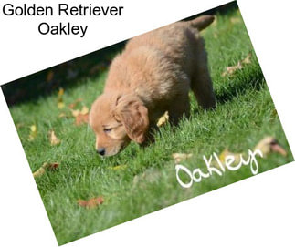 Golden Retriever Oakley