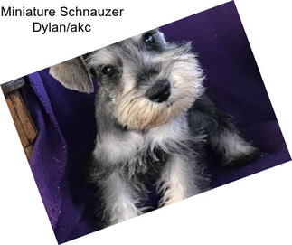 Miniature Schnauzer Dylan/akc