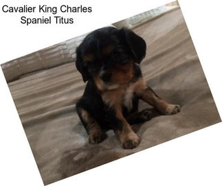 Cavalier King Charles Spaniel Titus