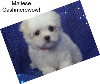 Maltese Cashmerewow!