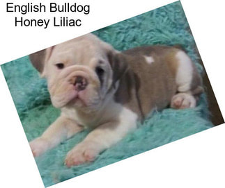 English Bulldog Honey Liliac