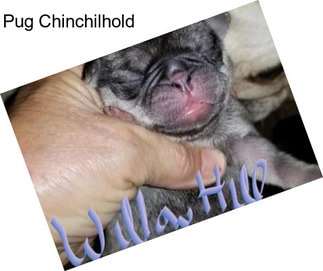 Pug Chinchilhold