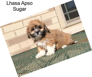 Lhasa Apso Sugar