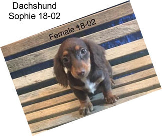 Dachshund Sophie 18-02