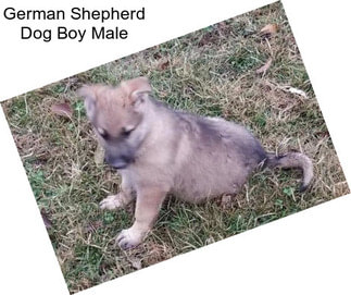 German Shepherd Dog Boy Male