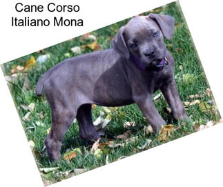 Cane Corso Italiano Mona