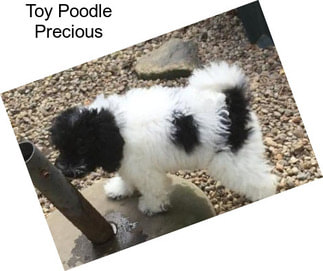Toy Poodle Precious