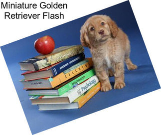 Miniature Golden Retriever Flash