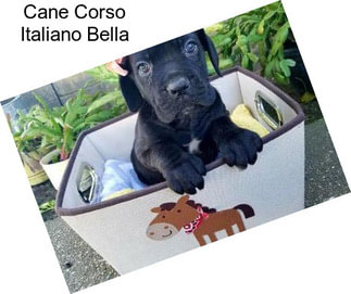 Cane Corso Italiano Bella