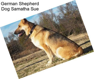 German Shepherd Dog Samatha Sue