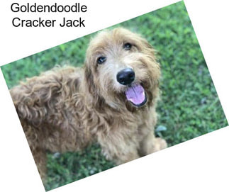 Goldendoodle Cracker Jack