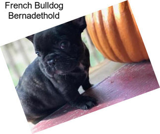 French Bulldog Bernadethold