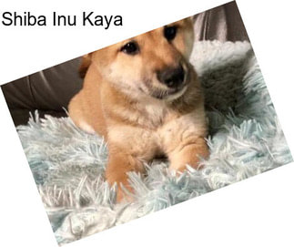 Shiba Inu Kaya