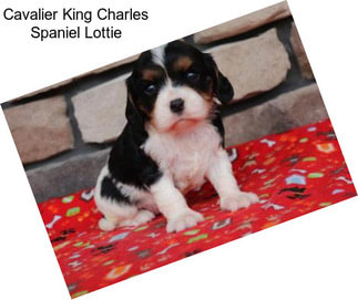 Cavalier King Charles Spaniel Lottie