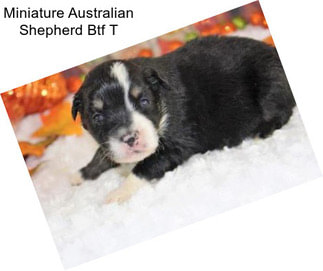 Miniature Australian Shepherd Btf T