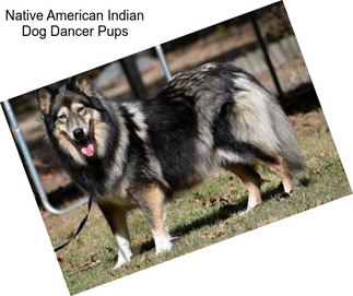 Native American Indian Dog Dancer Pups