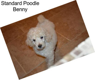 Standard Poodle Benny