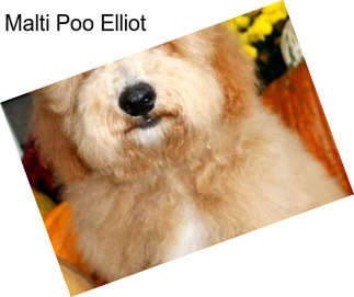 Malti Poo Elliot