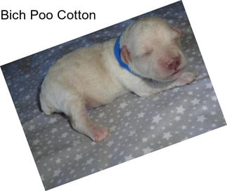 Bich Poo Cotton