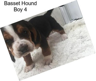 Basset Hound Boy 4