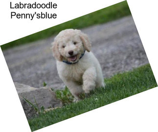 Labradoodle Penny\'sblue