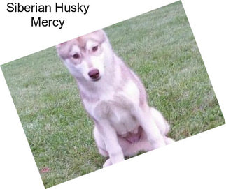 Siberian Husky Mercy