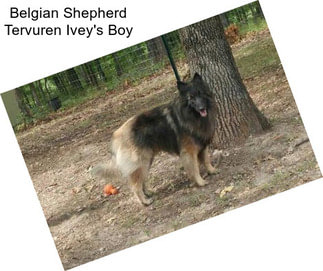 Belgian Shepherd Tervuren Ivey\'s Boy