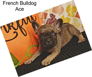 French Bulldog Ace