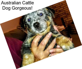 Australian Cattle Dog Gorgeous!