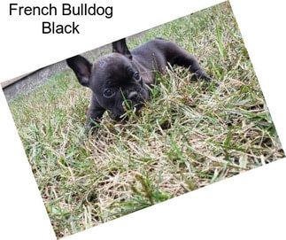 French Bulldog Black