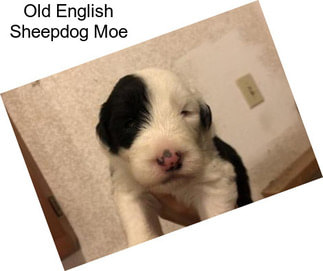 Old English Sheepdog Moe