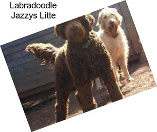 Labradoodle Jazzys Litte