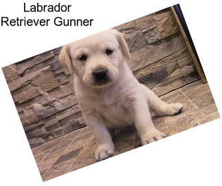 Labrador Retriever Gunner