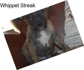 Whippet Streak