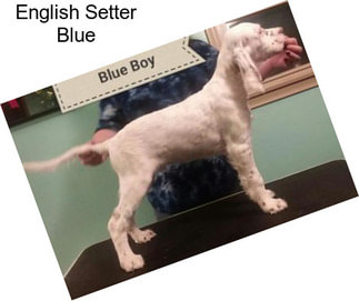 English Setter Blue