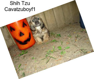 Shih Tzu Cavatzuboyf1