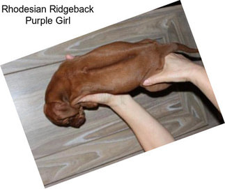 Rhodesian Ridgeback Purple Girl