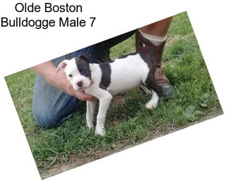 Olde Boston Bulldogge Male 7