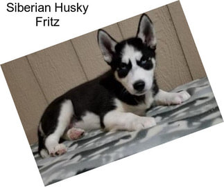Siberian Husky Fritz