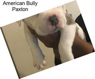 American Bully Paxton