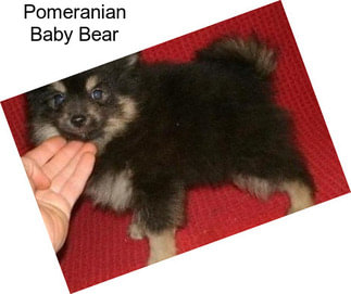 Pomeranian Baby Bear